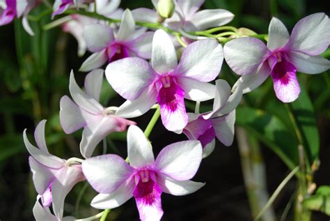 orkide çiçeği bakımı