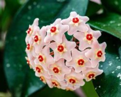 Mum Çiçeği: Sadelikten Gelen Güzellik